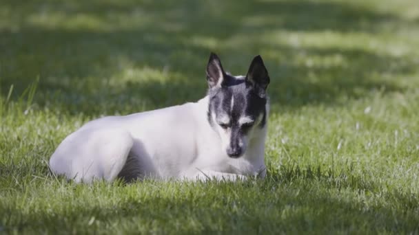 Adorável Brinquedo Fox Terrier Dog Relaxante Grama Fora Dia Ensolarado — Vídeo de Stock