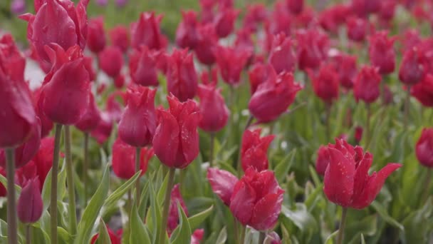 Lale Çiçeği Tarlası Doğayı Kapat Arkaplanı Bahar Sezonu — Stok video