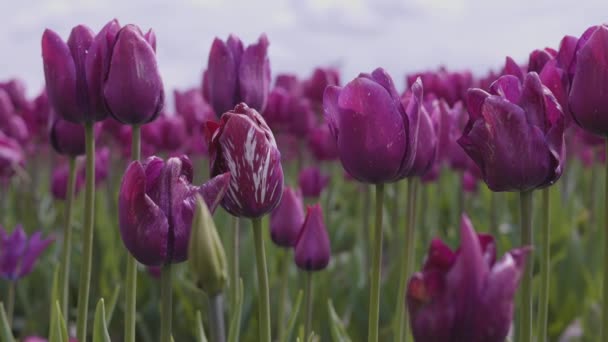 Tulip Flower Field Close Nature Background Spring Season — Wideo stockowe
