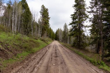 Amerikan arazisindeki ağaçlarla çevrili Dirt Road. Moran Wyoming, Birleşik Devletler. Doğa Arkaplanı.