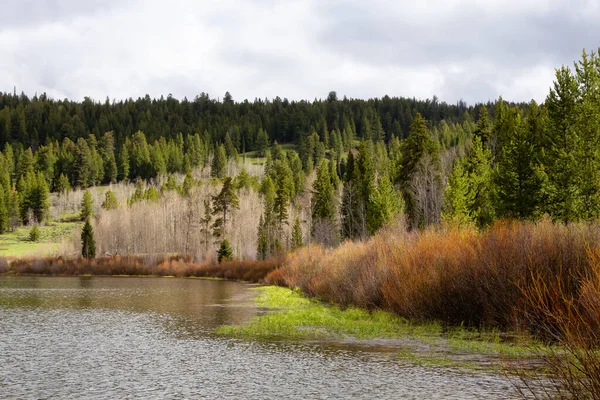 Lake surrounded by Trees in American Landscape. Spring Season. Two Ocean Lake, Grand Teton National Park. Wyoming, United States. Nature Background.