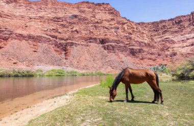 Colorado Nehri 'nin yanındaki Vahşi At Glen Canyon, Arizona, Amerika Birleşik Devletleri' nde. Amerikan Dağları Doğa Manzarası Arkaplanı. Güneşli Sabah