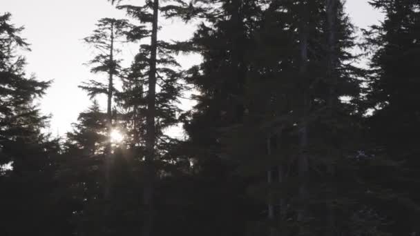 五彩缤纷的夕阳西下在山顶的树上 春天季节 拍摄于加拿大不列颠哥伦比亚省温哥华北部的Grouse山 自然背景 — 图库视频影像