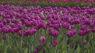 Lale çiçeği tarlası. Doğayı Kapat Arkaplanı. Bahar sezonu.