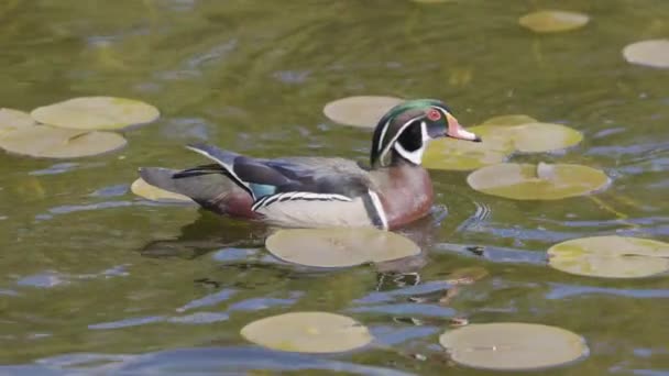 Ente Schwimmt Wasser Sonniger Tag Deer Lake Burnaby Vancouver Kanada — Stockvideo