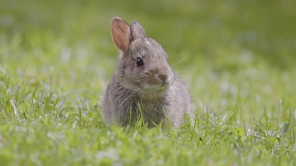 Wild Baby Rabbit Seduto Mangiare Erba Verde Soleggiata Primavera Dell — Video Stock