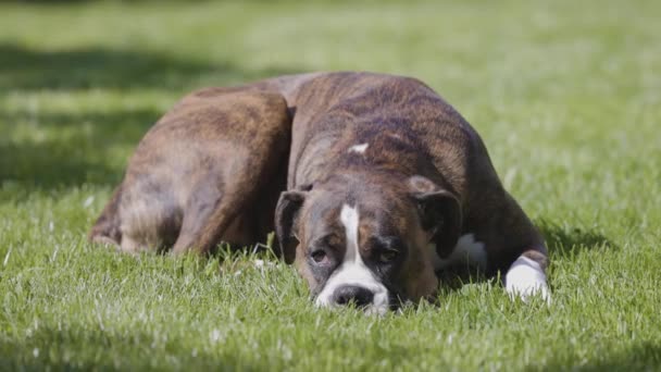 Cão Boxer Adorável Relaxante Grama Fora Dia Ensolarado — Vídeo de Stock