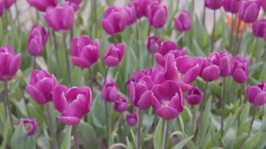 Tulip Flower Field. Close Up Nature Background. Spring Season.