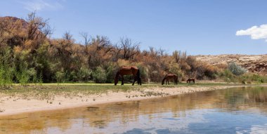 Colorado Nehri 'nin yanındaki vahşi atlar Glen Canyon, Arizona, Amerika Birleşik Devletleri' nde. Amerikan Dağları Doğa Manzarası Arkaplanı. Güneşli Sabah