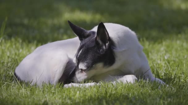Adorable Juguete Fox Terrier Perro Relajante Hierba Exterior Día Soleado — Vídeo de stock