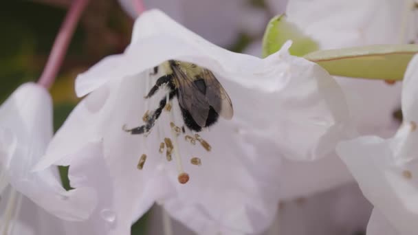 Bee Flower Garden Taken Park Deer Lake Burnaby Vancouver Canada — Vídeos de Stock