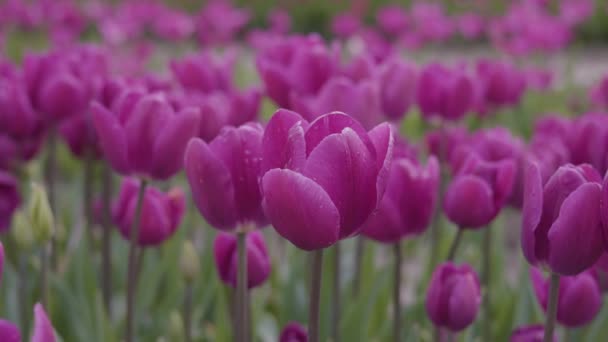 Tulip Flower Field Close Nature Background Spring Season — Wideo stockowe