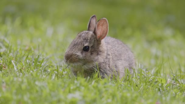 野生の赤ちゃんウサギ座って緑の芝生の上で食べる 春の晴れた日 スローモーション — ストック動画
