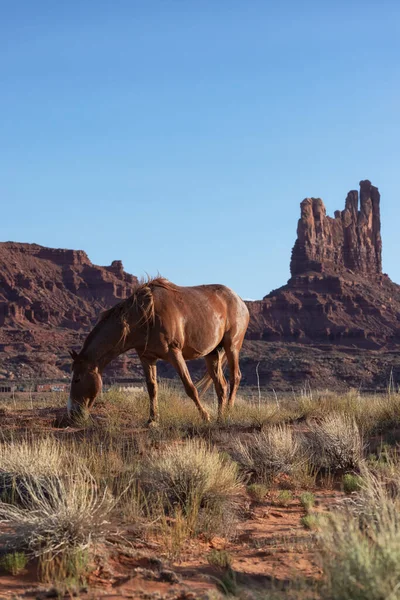 Wild Brown Horse in the desert with Red Rock Mountain Landscape in Background. Sunny Sunset Sky. Oljato-Monument Valley, Utah, United States.