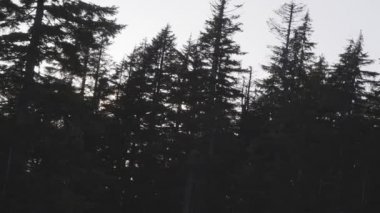 Dağdaki ağacın tepesinde renkli günbatımı. Bahar sezonu. Grouse Dağı, Kuzey Vancouver, British Columbia, Kanada 'da çekildi. Doğa Arkaplanı