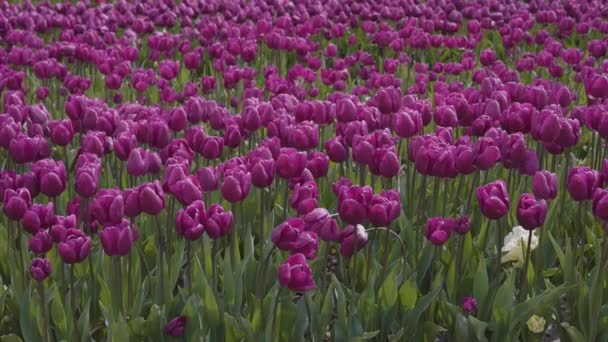 Tulip Flower Field Close Nature Background Spring Season — Wideo stockowe