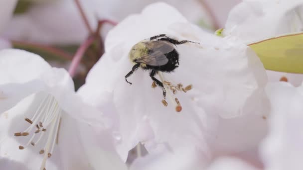 Бджоли Всередині Квітки Саду Поруч Озером Дір Бернабі Ванкувер Канада — стокове відео