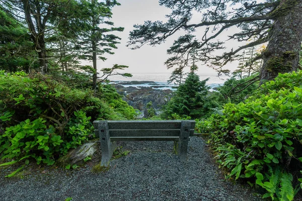 Bench Hiking Path Surrounded Lush Green Trees Bushes Morning Ancient — Foto Stock