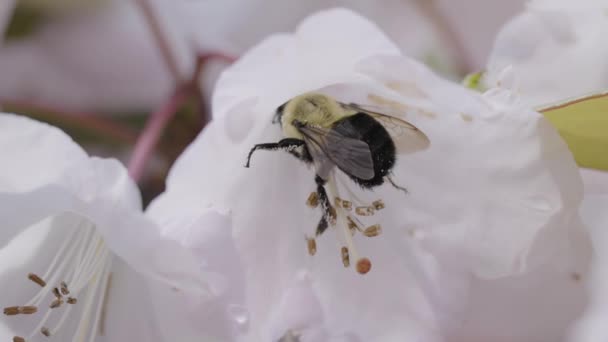 Bee Flower Garden Taken Park Deer Lake Burnaby Vancouver Canada — Stock Video