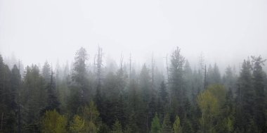 Green Trees in Foggy and Misty Rain Forest. Mullan Road Historical Park, Idaho, United States. Rainy Weather. Nature Background
