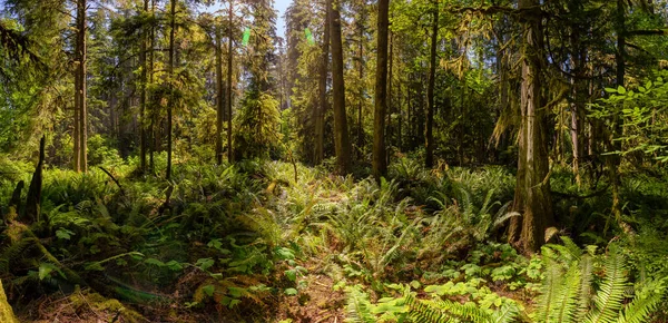 Lush Green Rain Forest Pacific Northwest Macmillan Provincial Park Vancouver — Stock Fotó