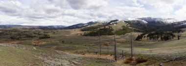 Amerika 'da Ağaçlar ve Dağ. Yellowstone Ulusal Parkı, Wyoming. Birleşik Devletler. Doğa Arkaplanı. Panorama