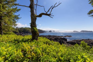Lush green trees and bushes overlooking the Ocean in the Morning. Ancient Cedars Loop Trail. Ucluelet, British Columbia, Canada. Adventure Travel.