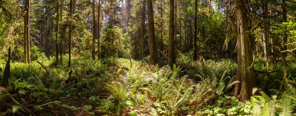 Lush Green Rain Forest Pacific Northwest Macmillan Provincial Park Vancouver — Photo