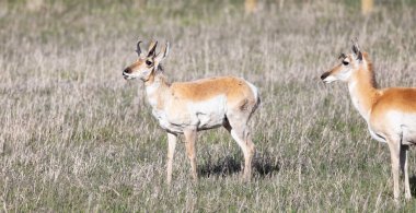 Antelope on a green grass field during sunny day. Grand Teton National Park, Wyoming, United States of America.