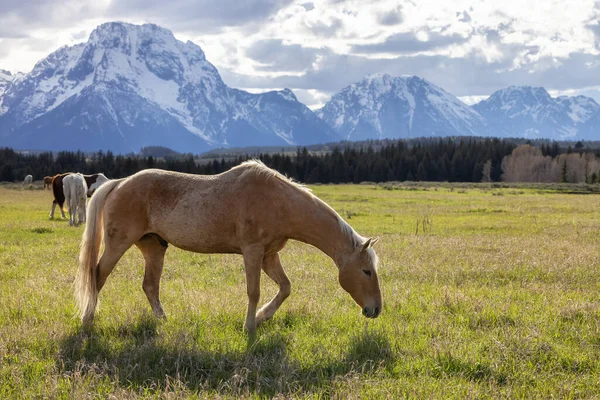 Wild Horse on a green grass field with American Mountain Landscape in Background. Grand Teton National Park, Wyoming, United States of America.