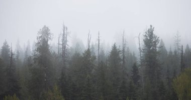 Green Trees in Foggy and Misty Rain Forest. Mullan Road Historical Park, Idaho, United States. Rainy Weather. Nature Background