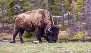 Bison with birds by the river eating grass in American Landscape. Yellowstone National Park. United States. Nature Background.