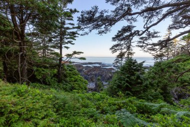 Lush green trees and bushes overlooking the Ocean in the Morning. Ancient Cedars Loop Trail. Ucluelet, British Columbia, Canada. Adventure Travel.