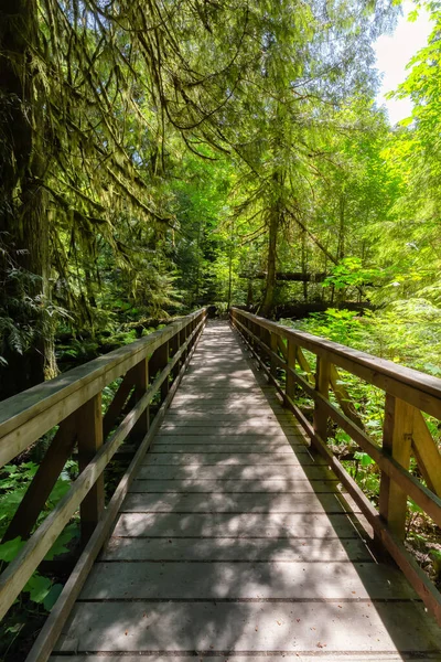 Trail Lush Green Rain Forest Pacific Northwest Macmillan Provincial Park — Foto de Stock