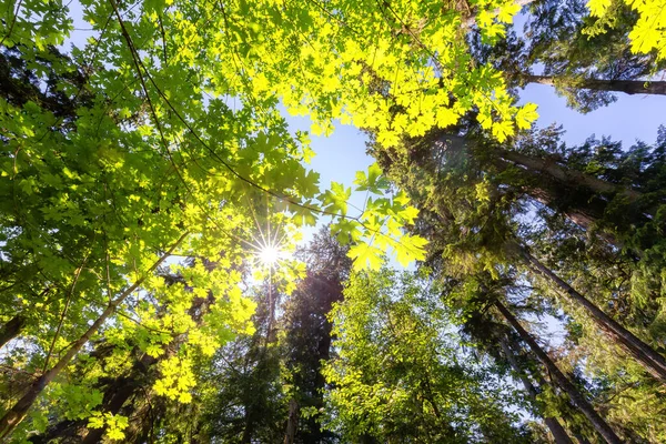 Lush Green Rain Forest Pacific Northwest Macmillan Provincial Park Vancouver — Foto de Stock