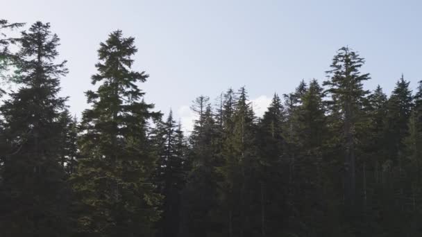 五彩缤纷的夕阳西下在山顶的树上 春天季节 拍摄于加拿大不列颠哥伦比亚省温哥华北部的Grouse山 自然背景 — 图库视频影像