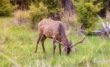 Elk eating grass near Forest in American Landscape. Yellowstone National Park. United States. Nature Background.