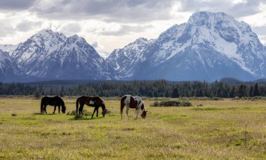 Wild Horse on a green grass field with American Mountain Landscape in Background. Grand Teton National Park, Wyoming, United States of America.