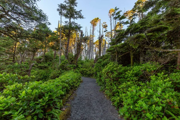 Hiking Path Surrounded Lush Green Trees Bushes Morning Ancient Cedars — Stok fotoğraf