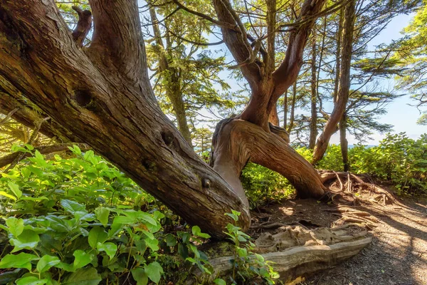 Lush Green Trees Bushes Overlooking Ocean Morning Ancient Cedars Loop — Stockfoto