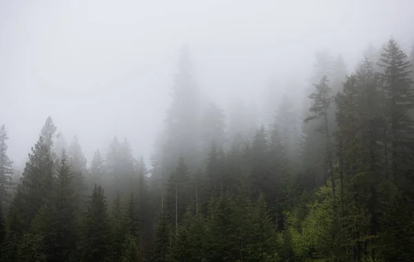 Green Trees Foggy Misty Rain Forest Mullan Road Historical Park — Fotografia de Stock