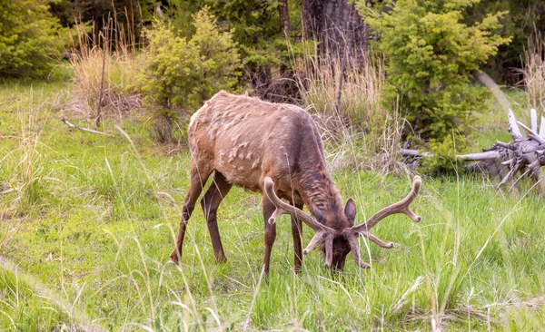 Elk Eating Grass Forest American Landscape Yellowstone National Park United — Fotografia de Stock