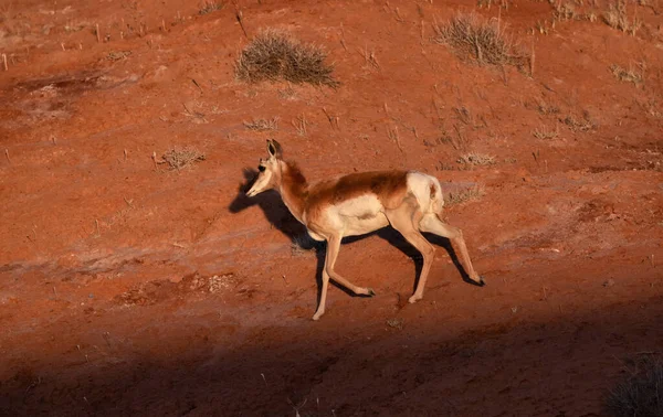 Antelope Desert Morning Sunrise Utah United States America — Stok fotoğraf
