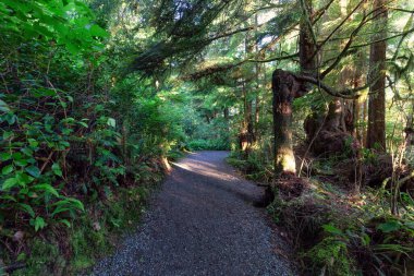 Hiking Path surrounded by lush green trees and bushes in the Morning. Ancient Cedars Loop Trail. Ucluelet, British Columbia, Canada. Adventure Travel.