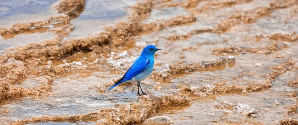 Small Colorful Blue Bird Hot Spring Landscape Unique Ground Formation — Zdjęcie stockowe