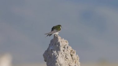 Small Bird sitting on Tufa Rock at Mono Lake, Lee Vining, California, USA. Slow Motion