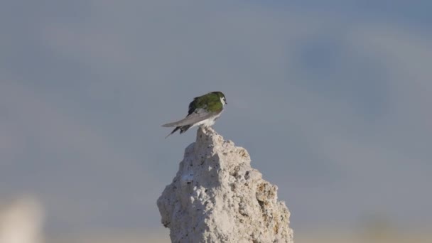 Μικρό Πουλί Κάθεται Tufa Rock Στο Mono Lake Lee Vining — Αρχείο Βίντεο