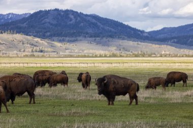 Amerikan Peyzajı 'nda Bizon Yiyen Çimen. Yellowstone Ulusal Parkı. Birleşik Devletler. Doğa Arkaplanı.