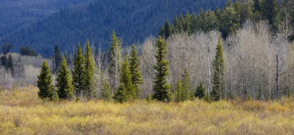 Árvores Terras Montanhas Paisagem Americana Temporada Primavera Grand Teton National — Fotografia de Stock