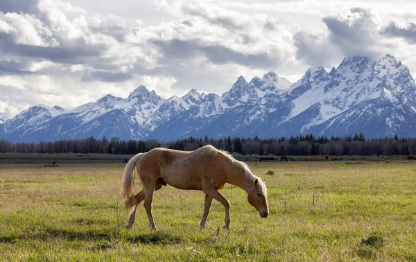 Wild Horse on a green grass field with American Mountain Landscape in Background. Grand Teton National Park, Wyoming, United States of America.